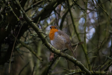 Robin perched on a branch in the forest.