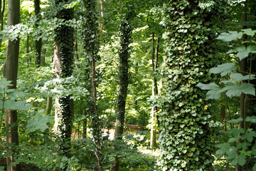 Obraz premium close up the trunks of the trees in the forest are completely covered with green ivy side view