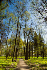 Fototapeta premium Spring park, the first leaves on the trees