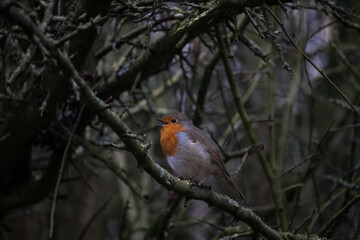 Robin spotted singing through the trees in the forest.