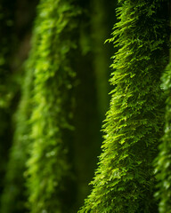 Fiji, Taveuni Island. Close-up of moss.