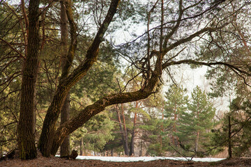 Beautiful trees in the spring forest. Curved trunks and branches of deciduous trees and old pines. Walk through the forest in the spring. Landscape.
