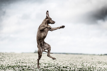 Hungarian vizsla runs across the field. Old black and white photo.