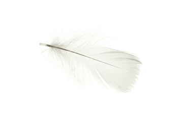 Feather background. Nature bird feather texture closeup isolated on white in macro photography, soft focus. Abstract. Coral pink color trends and vintage.