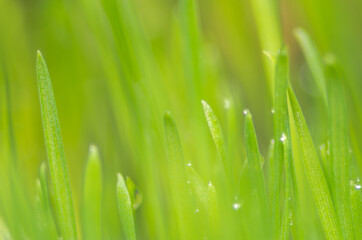 Fototapeta na wymiar Fresh and juicy spring grass with drops of dew.