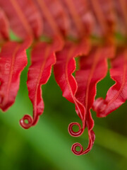 Fiji, Taveuni Island. Close-up of a red-tipped Fern.