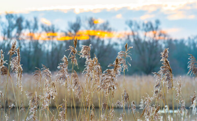 Field with trees, reed and bushes in wetland in sunlight at sunrise in winter, Almere, Flevoland, The Netherlands, February 26, 2021