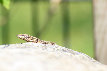 Naklejka na ściany i meble a Lizard takes sunbath on a rock