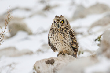 Short Eared Owl