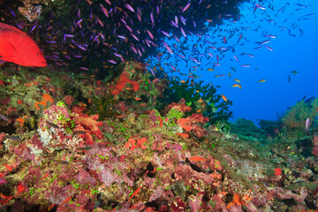 Coral Cod (Cephalopholis miniata) & schooling Anthias fish, Vibrant & Colorful, healthy Coral Reef,...