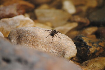 Araignée, Aranéide (ordre des Araneae de la classe des Arachnides) sur une pierre au bord d'une étendue d'eau dans la nature
