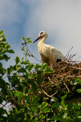 White stork in the nest, spring. Beautiful weather. Ciconia ciconia. 