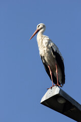 White stork on a street light,  spring arrivals, Ciconia 