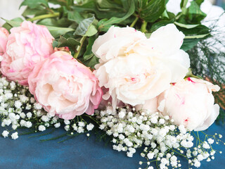 Pink and white peony flowers on blue concrete background.
