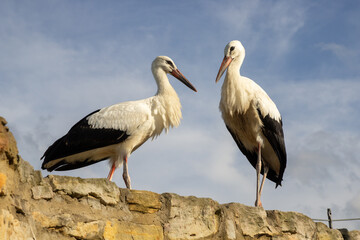 Two white storks on the castle walls. Ciconia ciconia. Stone wall. Blue sky. Sunny day.