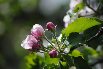 Fleurs de pommier au printemps (Malus domestica)