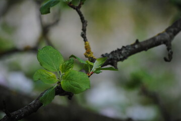 Pousses et bourgeons de pommier au printemps (Malus domestica)