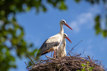 White storks in the nest, spring. Green tree. Blue skies, beautiful weather. Ciconia ciconia.