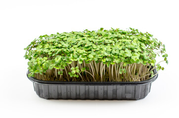 Mustard microgreen sprouts close up. Raw sprouts, microgreens, healthy food concept