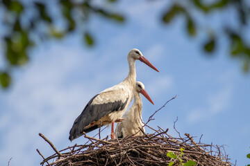White storks in the nest, Blue sky,