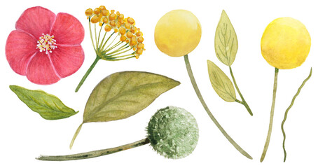 Botanische Illustration der Aquarellwildblumen. Schöne Frühlingsblumen und Blütengestaltungselement © SoCuteArtShop