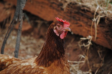 Poule dans une basse-cours au Burundi en Afrique, sol en terre
