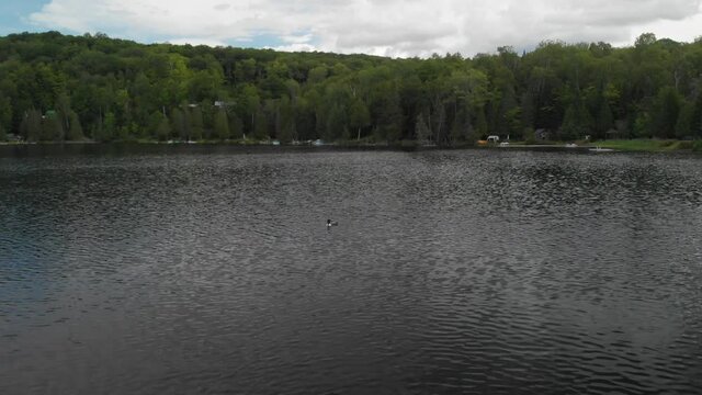 A loon is seen feeding in a small cottage lake.