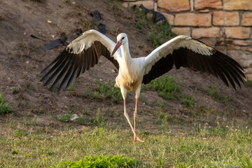 White stork walking  near the medieval castle. Spread wings