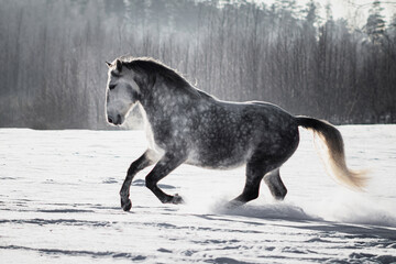 Dappled grey andalusian (PRE) horse galloping in the snow in winter. 