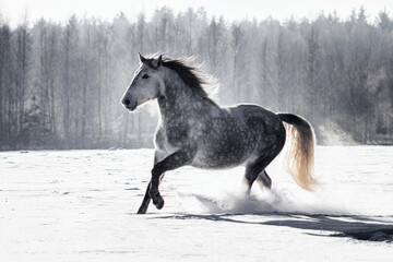 Fototapeta na wymiar Dappled grey andalusian (PRE) horse galloping in the snow in winter. 