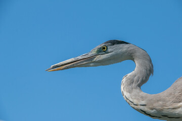 Fototapeta premium Side view of a Heron