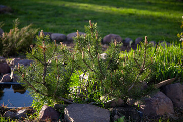 Pinus mugo tree with young shoots in the spring in the garden