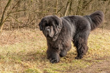 Newfoundland dog breed in an outdoor. Spring walk with a dog. Big dog.