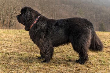 Fototapeta premium Newfoundland dog breed in an outdoor. Spring walk with a dog. Big dog.