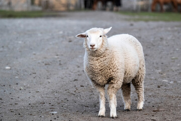 Obraz premium Argentina, Patagonia. Sheep