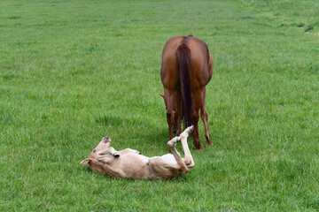 A chestnut warmblood mare with her palomino foal in a green meadow. The filly is rolling in the...