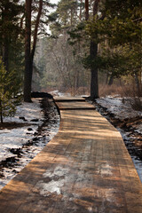 Boardwalk in the forest park for a walk. Walk through the pine forest in the spring.