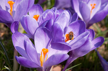 Groupe de fleurs de crocus violet avec une abeille qui butine
