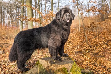 Newfoundland dog breed in an outdoor. Spring walk with a dog. Big dog.