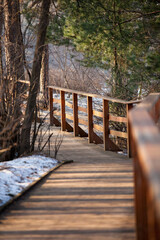 Obraz premium Boardwalk in the forest park for a walk. Walk through the pine forest in the spring.