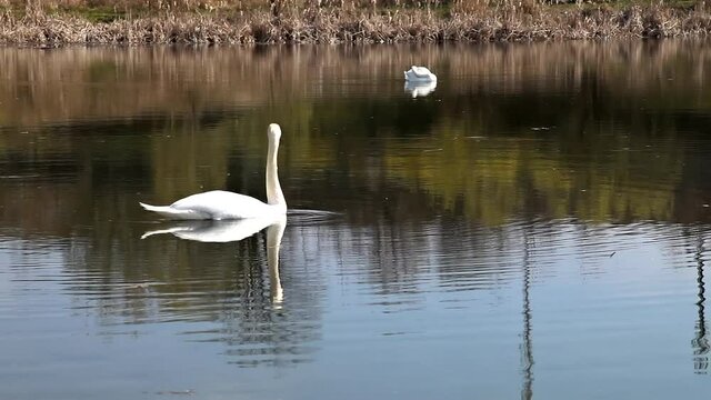 White swans swim on a city lake