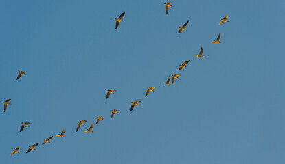 Flock of geese flying in a blue sky in bright sunlight at sunrise in winter, Almere, Flevoland, The Netherlands, February 26, 2021