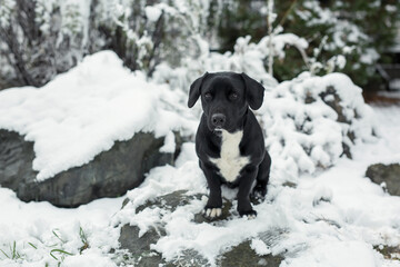A black dog stands in the snow outside.