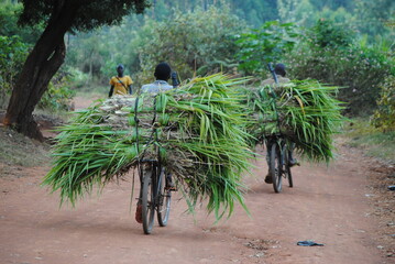 Transport &agrave; v&eacute;lo de canne &agrave; sucre (Saccharum officinarum) sur les routes du Burundi &agrave; la campagne en Afrique