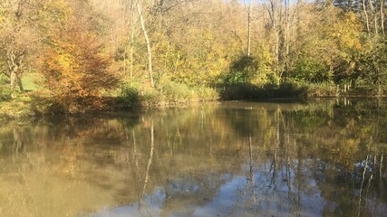 reflections in the water
