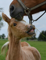 Portrait of a cute palomino warmblood filly, nibbling on some grass hanging out from its mother's...
