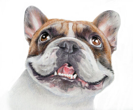 Realistic portrait of a happy French Bulldog. Hand-drawn drawing of a sand-colored dog's head isolated on white background