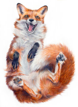 Realistic drawing of a fox on a white background. Funny fox lies and smiles