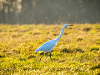 Great egret © Heiko
