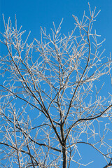 The crown of a tree covered with hoarfrost/snow against a bright blue sky. Frosty and sunny. First snow.